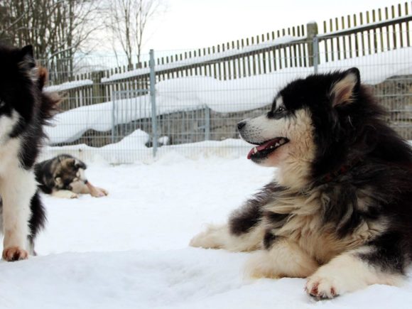 Huskys liegen im Schnee