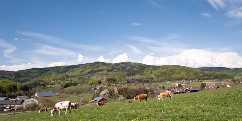 Die Landschaft und Natur von Zenting