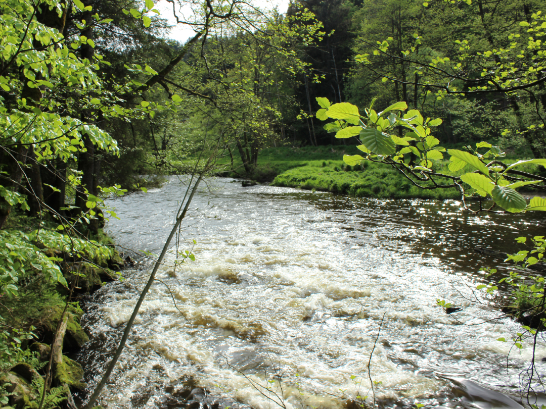 Ein Fluss mit bewegtem Wasser, umgeben von Bäumen und grünen Pflanzen im Frühling.