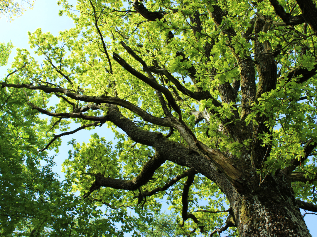Ein großer Baum mit ausladenden Ästen und frischen grünen Blättern vor einem blauen Himmel.