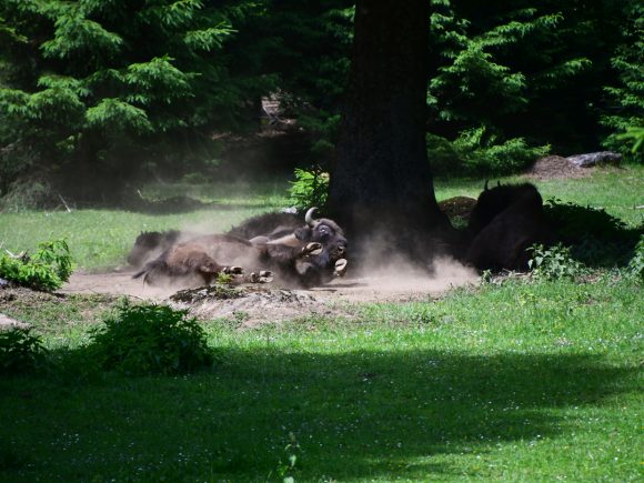 Europäischer Bison, der sich im Staub auf dem Boden wälzt, umgeben von Bäumen und Gras.