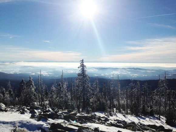 Schneebedeckte Bäume in einer Winterlandschaft mit Sonnenschein und weitem Blick auf die Berge.