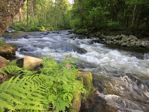 Ein Fluss mit fließendem Wasser, umgeben von Pflanzen und Bäumen in einem Waldgebiet.