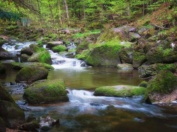 Ein ruhiger Fluss mit fließendem Wasser, umgeben von moosbedeckten Steinen im Wald.