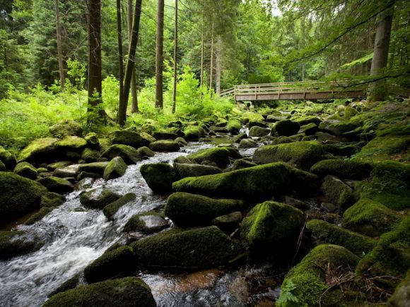 Ein Bach fließt über moosbedeckte Steine in einem Waldgebiet mit Bäumen und einem Holzsteg.