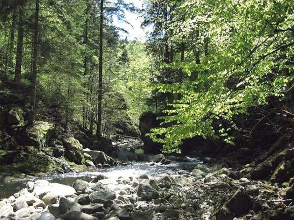 Ein klarer Bach fließt durch einen Wald mit grünen Bäumen und Steinen im Wasser.