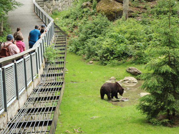Ein Braunbär steht in einem Freigehege, umgeben von Gras und Steinen.