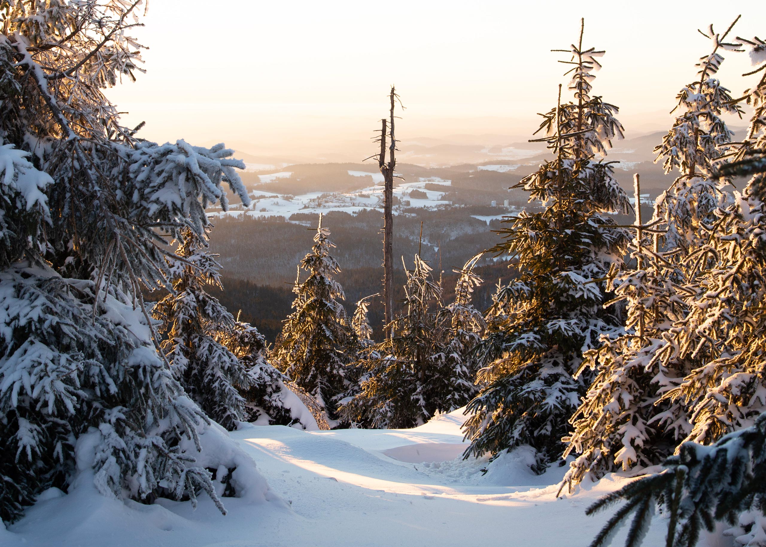 Schneebedeckte Bäume in einer Winterlandschaft mit Sonnenaufgang im Hintergrund.
