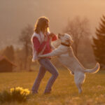 Ein Mädchen mit langen Haaren spielt mit einem Labrador-Hund in einem sonnigen Feld.